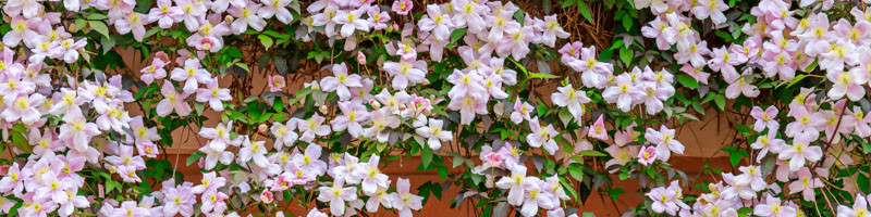 Clematis, Clematis flower